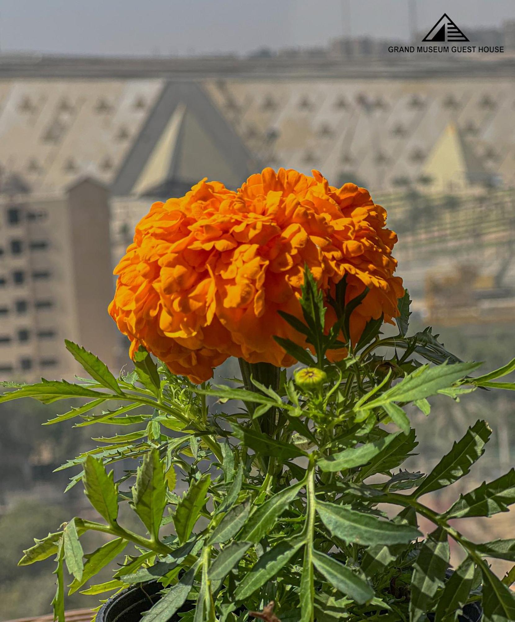 Grand Museum & Pyramids View Hotel Kafr Ghatati ภายนอก รูปภาพ